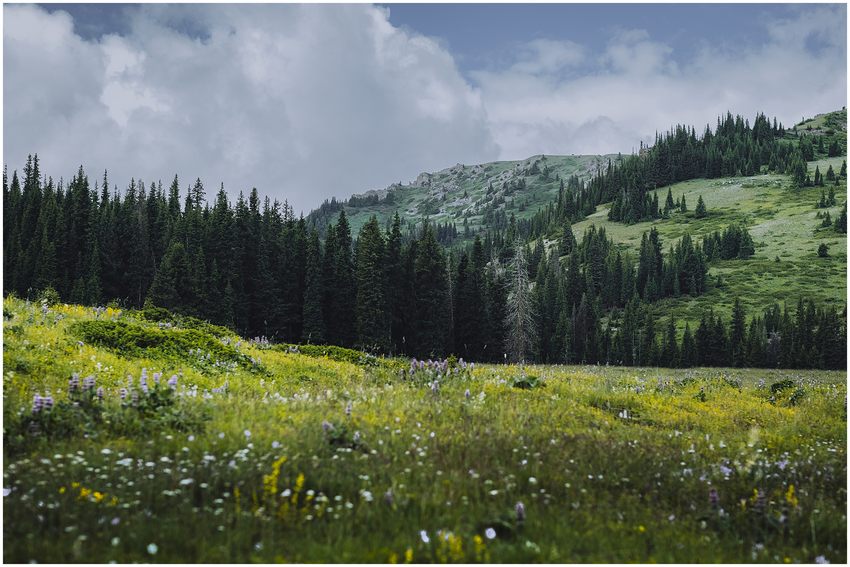 A mountain meadow with flowers beside conifer trees