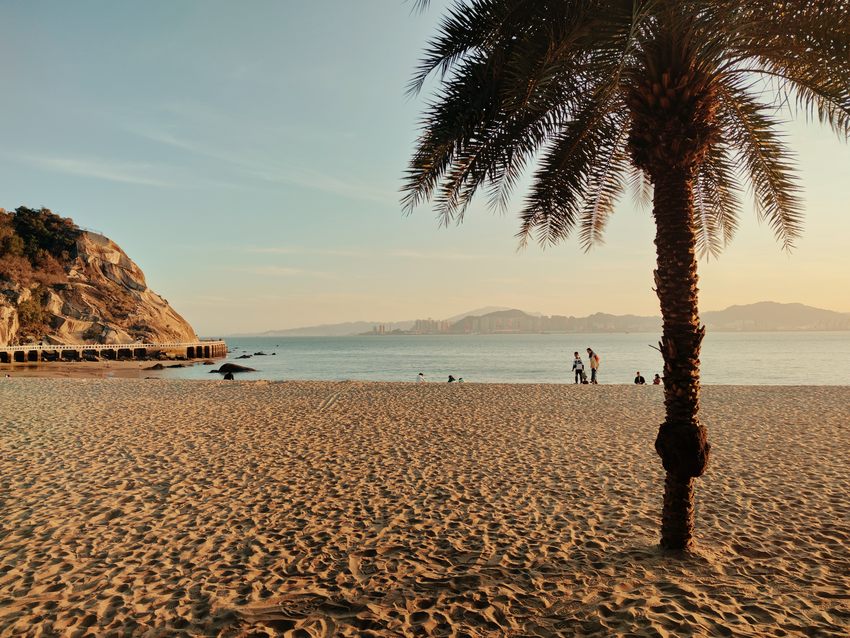 A palm tree on a sandy beach beside a warm-toned bay