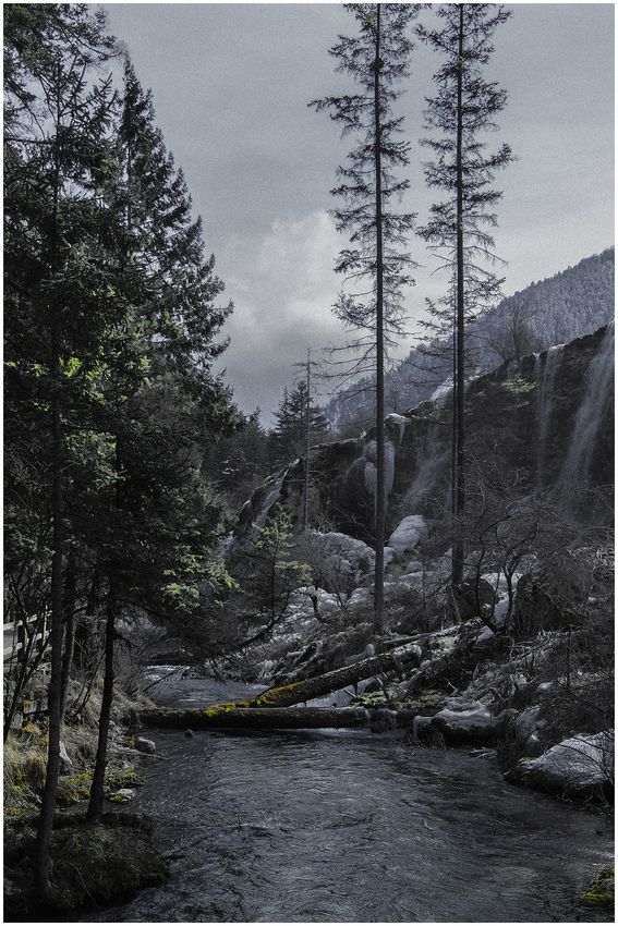 A rocky stream flowing between conifer trees