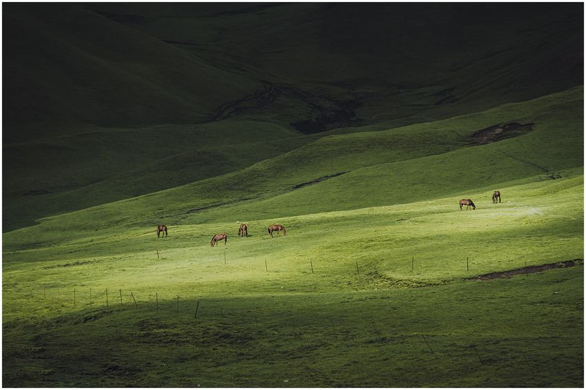 Sunlight falling across a green hillside with grazing horses