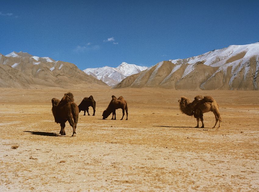 Camels standing on a golden plain in front of snowy mountains