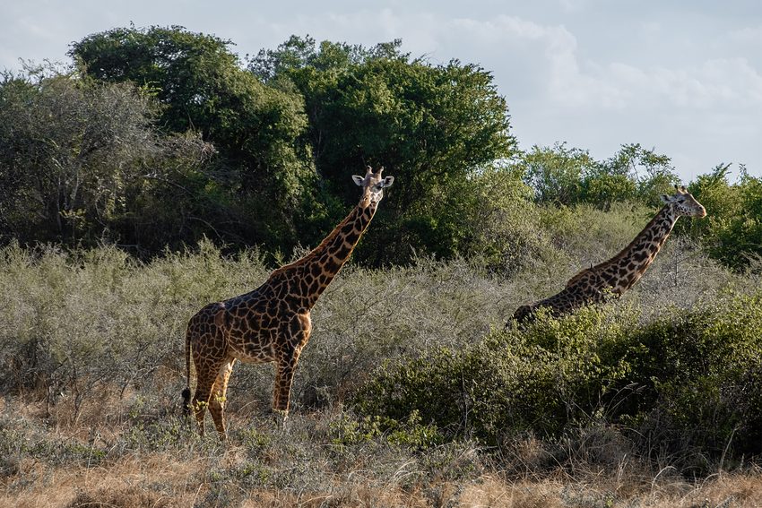 Two giraffes stand among shrubs and grass.