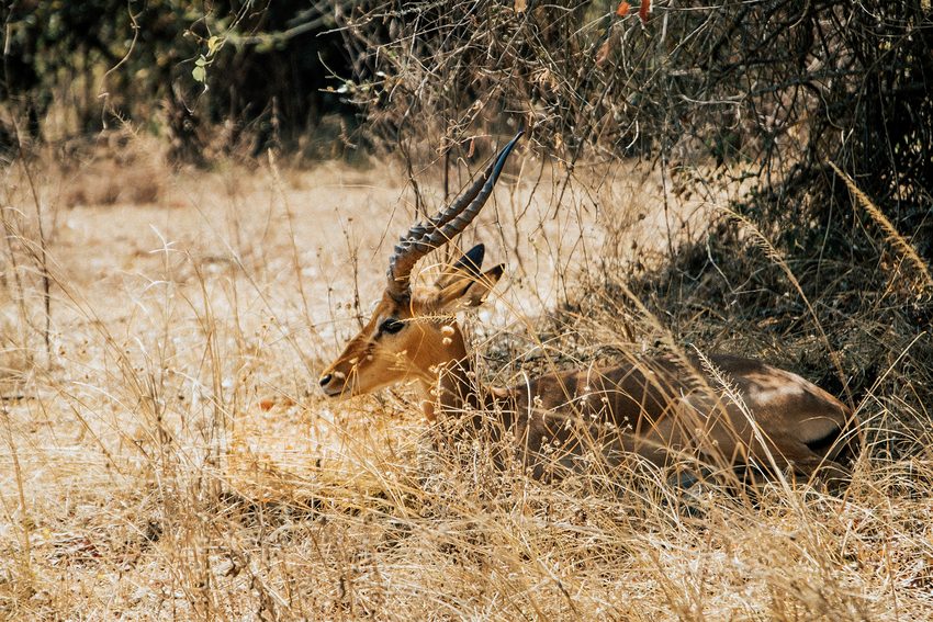 An antelope with curved horns rests among dry grass and tree shade.