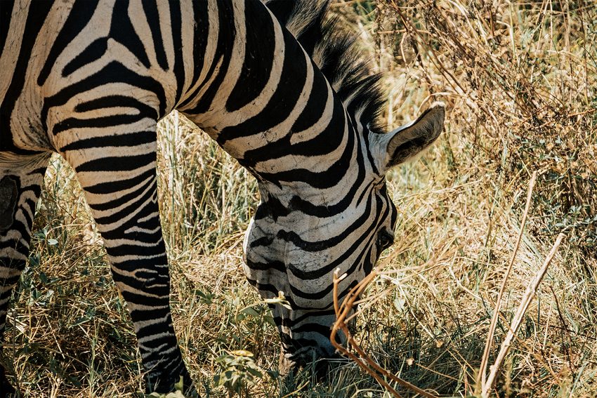 A zebra grazes in dry grass, its black-and-white stripes in close view.