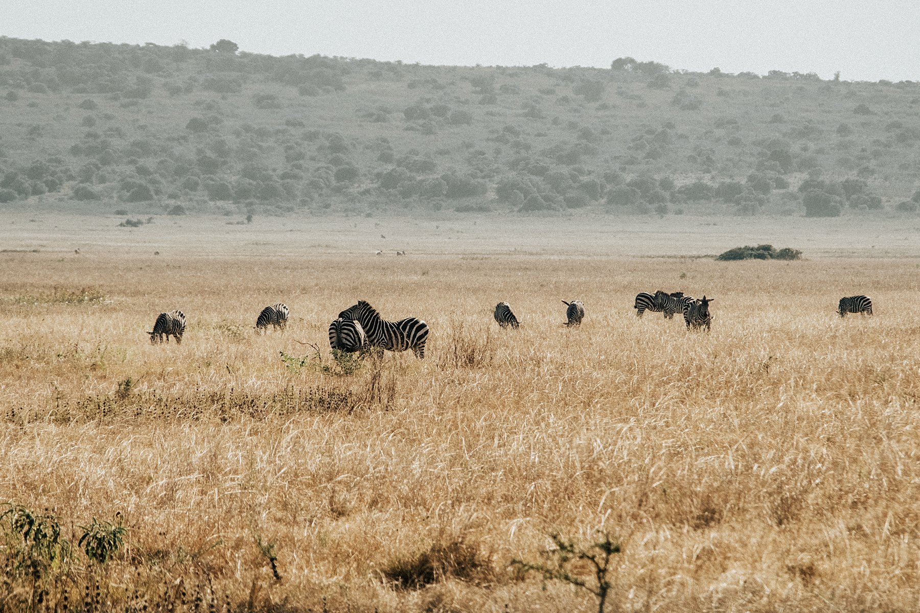 Zebras and other animals are scattered across open golden grassland.