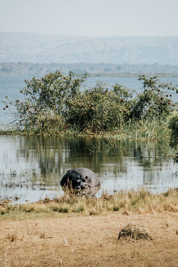 A hippopotamus shows its head beside shallow water, with open water and shrubs behind it.