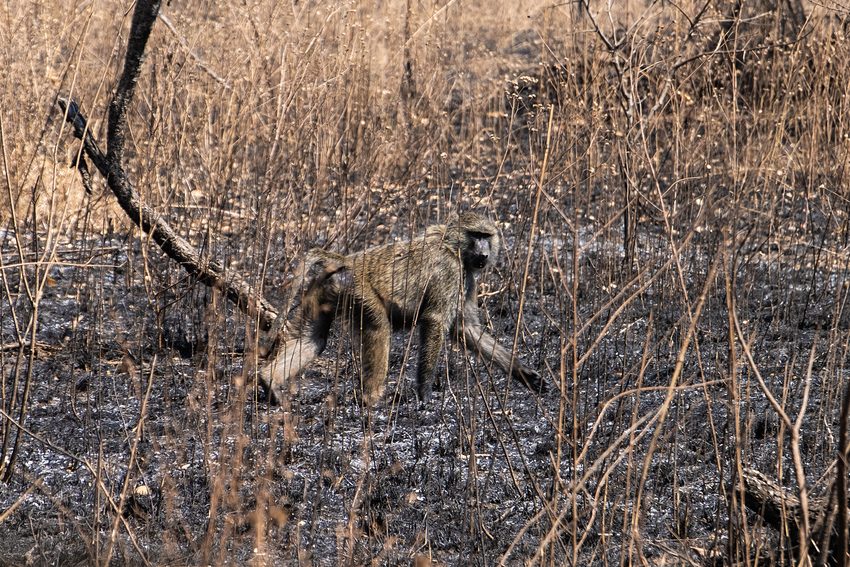 A baboon moves through dry stems and scrub.