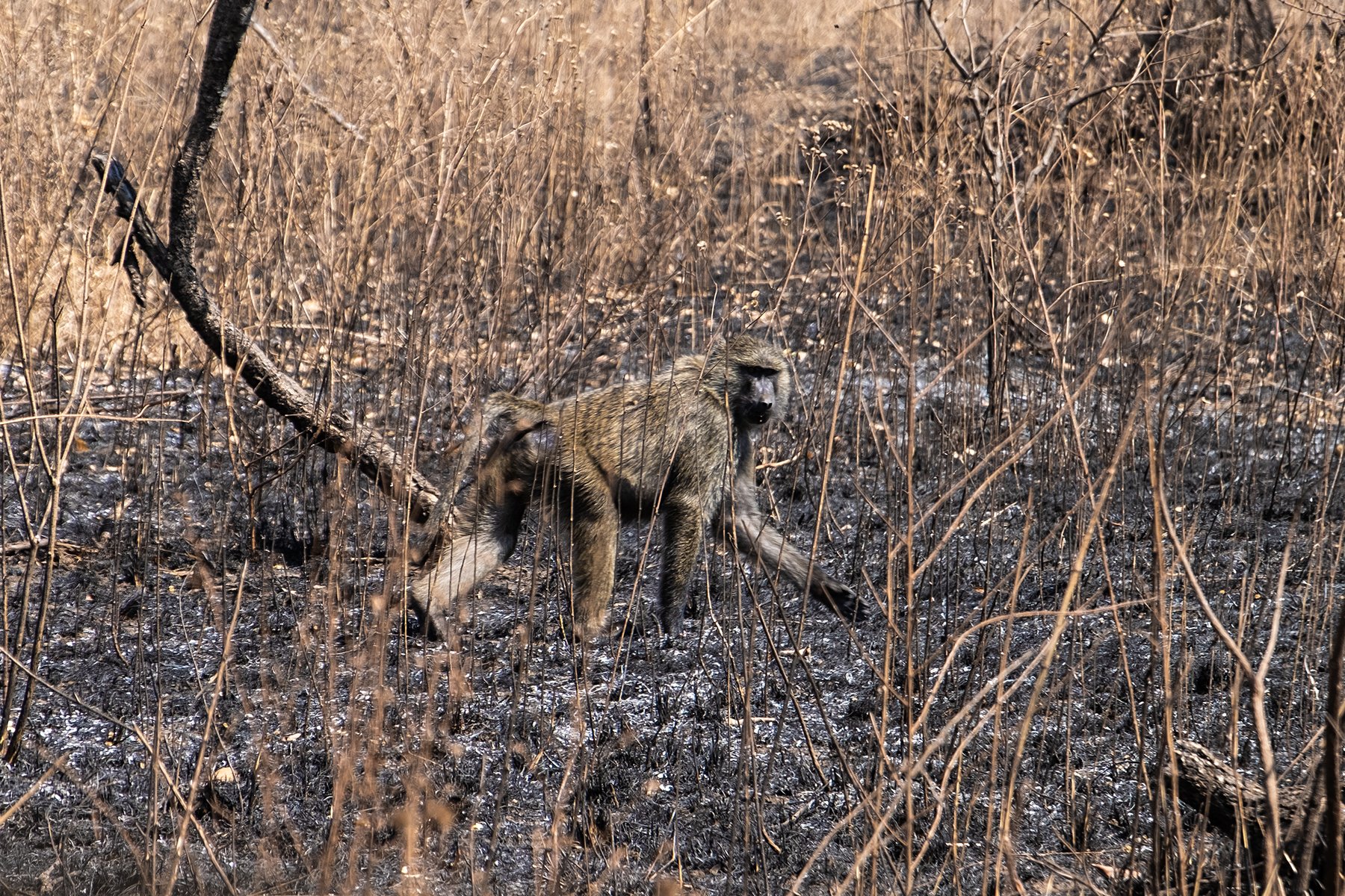 A baboon moves through dry stems and scrub.