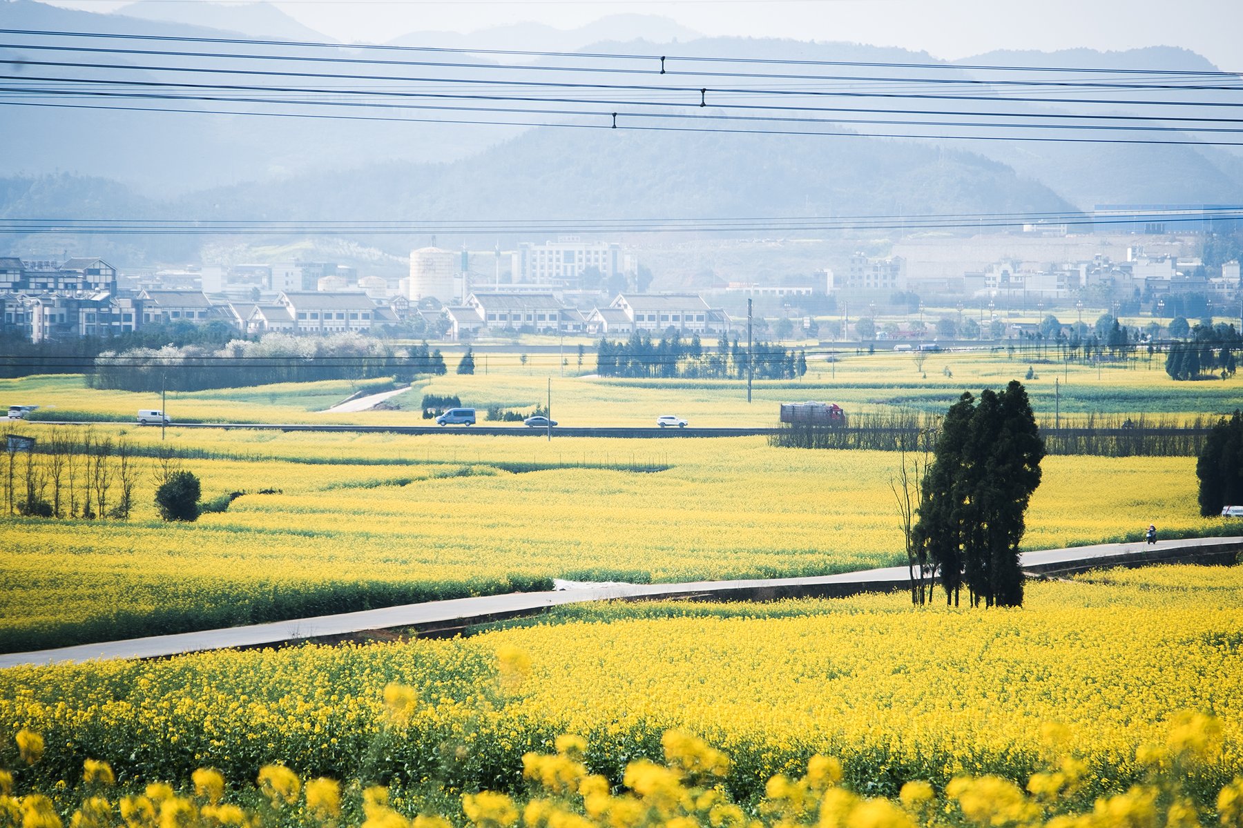 黄色花田、道路与远处的山地形成开阔风景。